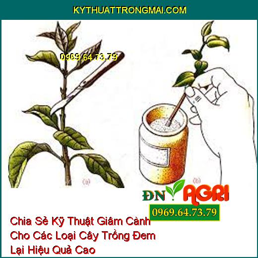 Chia Sẻ Kỹ Thuật Giâm Cành Cho Các Loại Cây Trồng Đem Lại hiệu Quả Cao