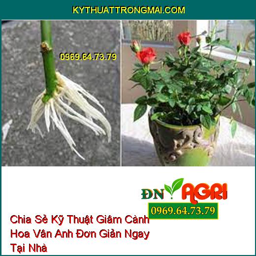 Chia Sẻ Kỹ Thuật Giâm Cành Hoa Vân Anh Đơn Giản Ngay Tại Nhà