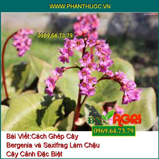 Cách Ghép Cây Bergenia và Saxifrag Làm Chậu Cây Cảnh Đặc Biệt