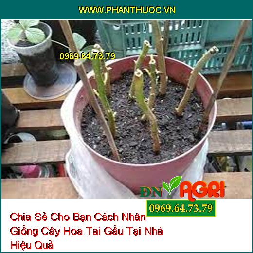 Chia Sẻ Cho Bạn Cách Nhân Giống Cây Hoa Tai Gấu Tại Nhà Hiệu Quả