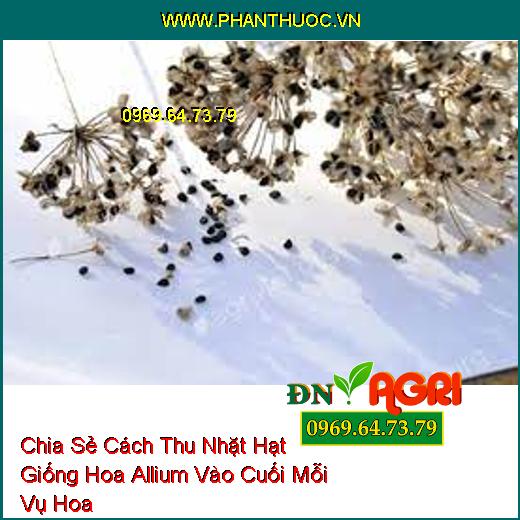 Chia Sẻ Cách Thu Nhặt Hạt Giống Hoa Allium Vào Cuối Mỗi Vụ Hoa