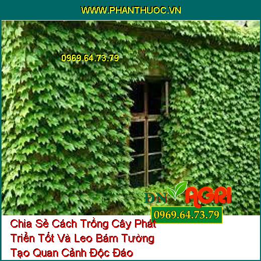 Chia Sẻ Cách Trồng Cây Phát Triển Tốt Và Leo Bám Tường Tạo Quan Cảnh Độc Đáo