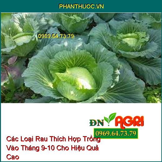 Các Loại Rau Thích Hợp Trồng Vào Tháng 9-10 Cho Hiệu Quả Cao