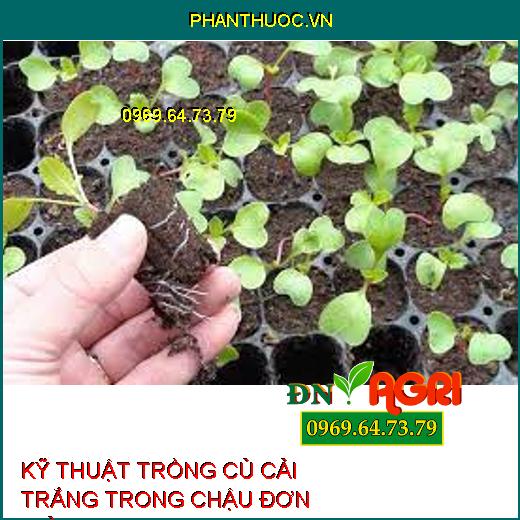 KỸ THUẬT TRỒNG CỦ CẢI TRẮNG TRONG CHẬU ĐƠN GIẢN