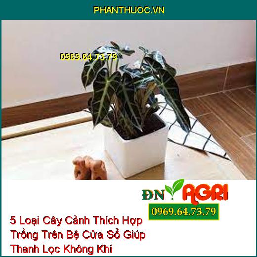 5 Loại Cây Cảnh Thích Hợp Trồng Trên Bệ Cửa Sổ Giúp Thanh Lọc Không Khí