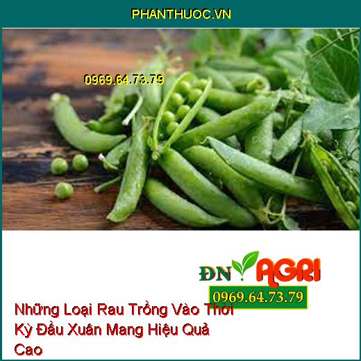 Những Loại Rau Trồng Vào Thời Kỳ Đầu Xuân Mang Hiệu Quả Cao