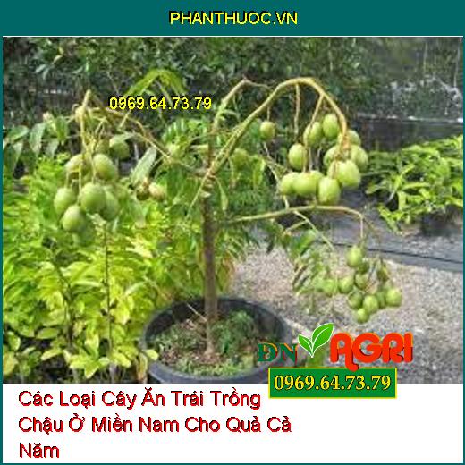 Các Loại Cây Ăn Trái Trồng Chậu Ở Miền Nam Cho Quả Cả Năm