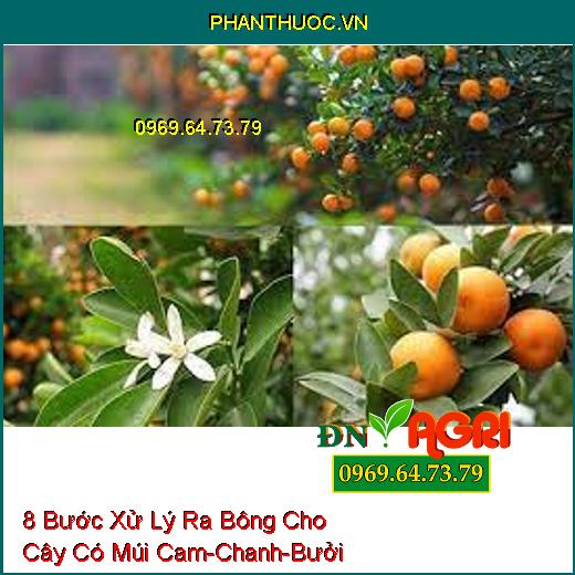 8 Bước Xử Lý Ra Bông Cho Cây Có Múi Cam-Chanh-Bưởi