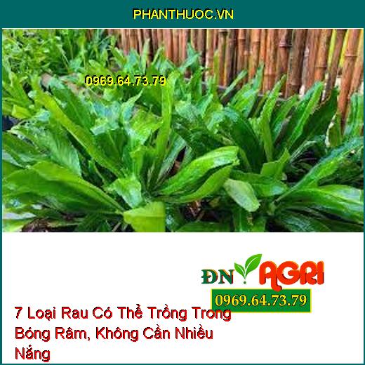 7 Loại Rau Có Thể Trồng Trong Bóng Râm, Không Cần Nhiều Nắng