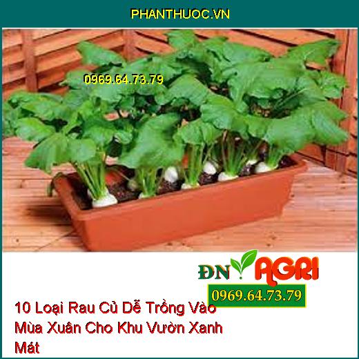 10 Loại Rau Củ Dễ Trồng Vào Mùa Xuân Cho Khu Vườn Xanh Mát