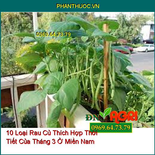 10 Loại Rau Củ Thích Hợp Thời Tiết Của Tháng 3 Ở Miền Nam