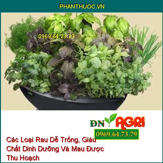 Các Loại Rau Dễ Trồng, Giàu Chất Dinh Dưỡng Và Mau Được Thu Hoạch