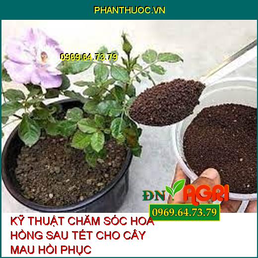 KỸ THUẬT CHĂM SÓC HOA HỒNG SAU TẾT CHO CÂY MAU HỒI PHỤC