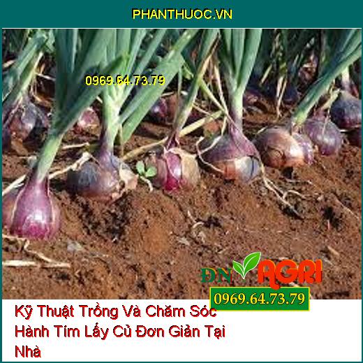 Kỹ Thuật Trồng Và Chăm Sóc Hành Tím Lấy Củ Đơn Giản Tại Nhà