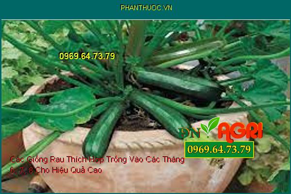 Các Giống Rau Thích Hợp Trồng Vào Các Tháng 6, 7, 8 Cho Hiệu Quả Cao