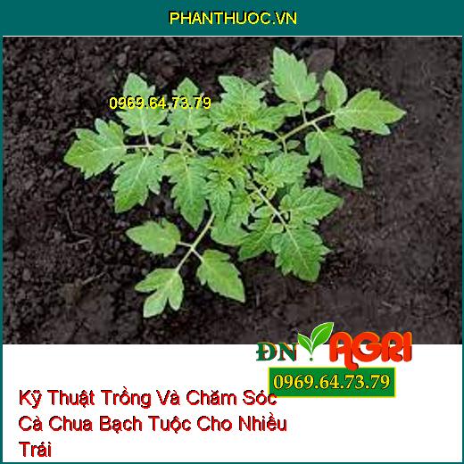 Kỹ Thuật Trồng Và Chăm Sóc Cà Chua Bạch Tuộc Cho Nhiều Trái