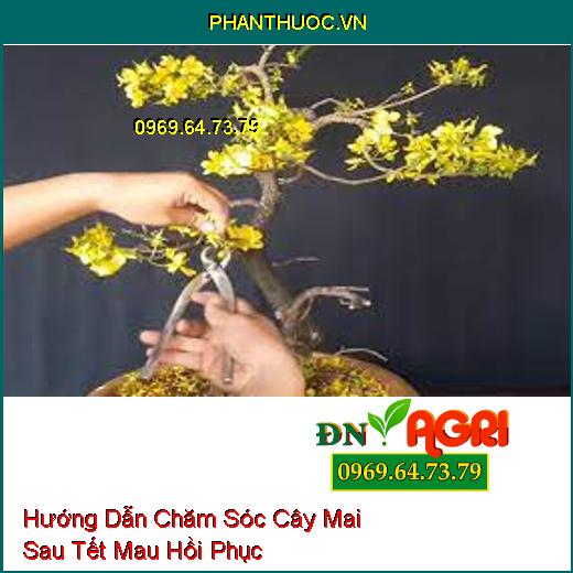 Hướng Dẫn Chăm Sóc Cây Mai Sau Tết Mau Hồi Phục Cho Nhiều Hoa Năm Sau