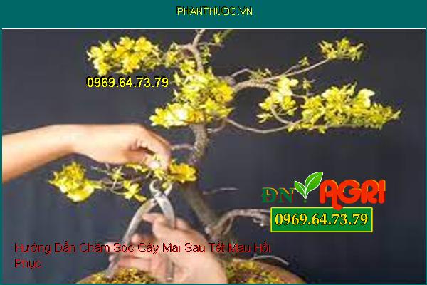 Hướng Dẫn Chăm Sóc Cây Mai Sau Tết Mau Hồi Phục