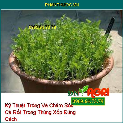 Kỹ Thuật Trồng Và Chăm Sóc Cà Rốt Trong Thùng Xốp Đúng Cách