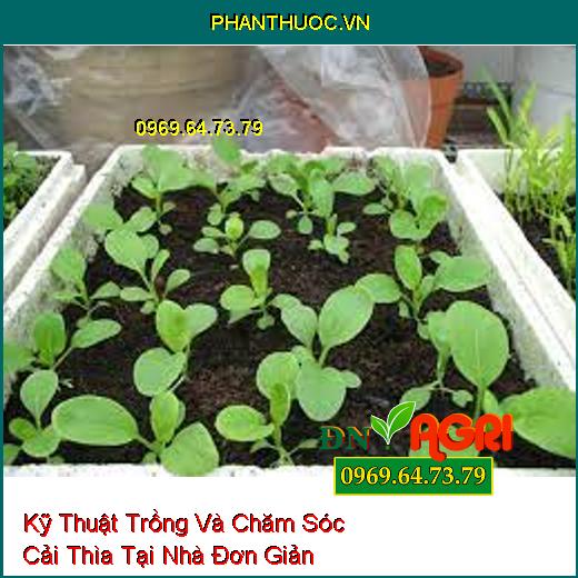 Kỹ Thuật Trồng Và Chăm Sóc Cải Thìa Tại Nhà Đơn Giản