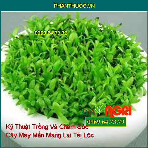 Kỹ Thuật Trồng Và Chăm Sóc Cây May Mắn Mang Lại Tài Lộc