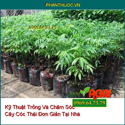 Kỹ Thuật Trồng Và Chăm Sóc Cây Cóc Thái Đơn Giản Tại Nhà