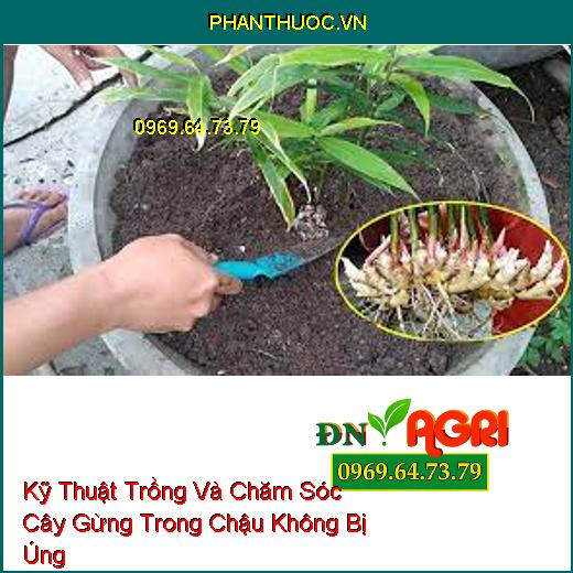 Kỹ Thuật Trồng Và Chăm Sóc Cây Gừng Trong Chậu Không Bị Úng