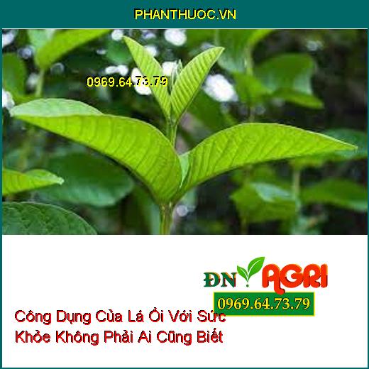 Công Dụng Của Lá Ổi Với Sức Khỏe Không Phải Ai Cũng Biết