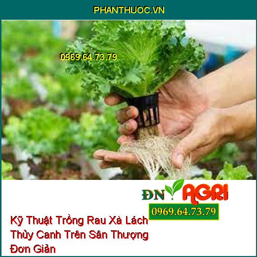 Kỹ Thuật Trồng Rau Xà Lách Thủy Canh Trên Sân Thượng Đơn Giản