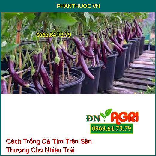 Cách Trồng Cà Tím Trên Sân Thượng Cho Nhiều Trái