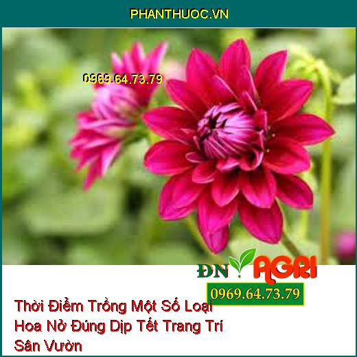 Thời Điểm Trồng Một Số Loại Hoa Nở Đúng Dịp Tết Trang Trí Sân Vườn