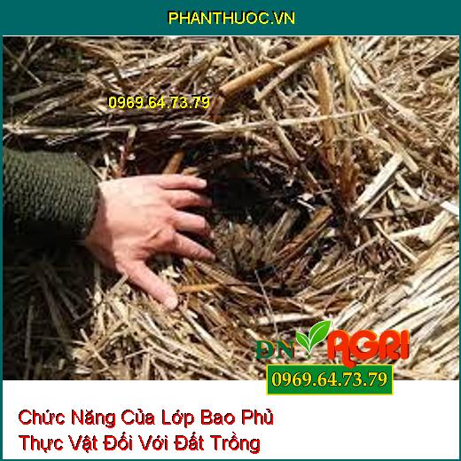 Chức Năng Của Lớp Bao Phủ Thực Vật Đối Với Đất Trồng