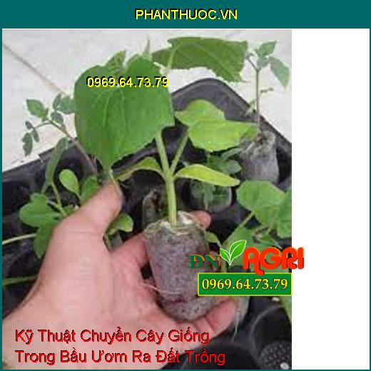 Kỹ Thuật Chuyển Cây Giống Trong Bầu Ươm Ra Đất Trồng