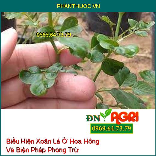 Biểu Hiện Xoăn Lá Ở Hoa Hồng Và Biện Pháp Phòng Trừ