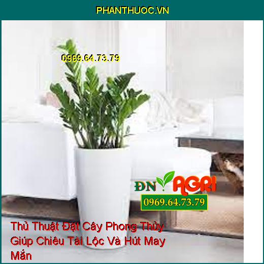 Thủ Thuật Đặt Cây Phong Thủy Giúp Chiêu Tài Lộc Và Hút May Mắn