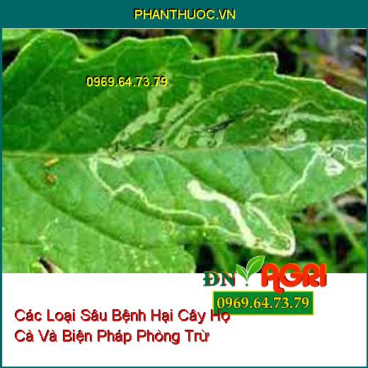 Các Loại Sâu Bệnh Hại Cây Họ Cà Và Biện Pháp Phòng Trừ