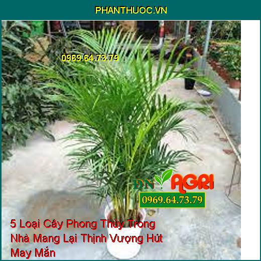 5 Loại Cây Phong Thủy Trong Nhà Mang Lại Thịnh Vượng Hút May Mắn