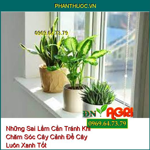 Những Sai Lầm Cần Tránh Khi Chăm Sóc Cây Cảnh Để Cây Luôn Xanh Tốt