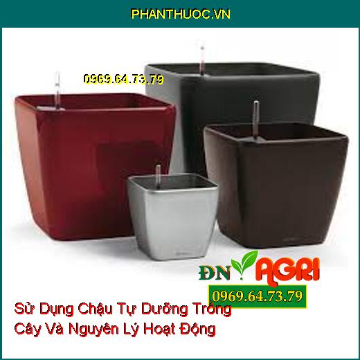 Sử Dụng Chậu Tự Dưỡng Trồng Cây Và Nguyên Lý Hoạt Động