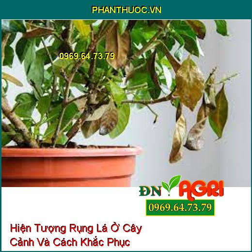 Hiện Tượng Rụng Lá Ở Cây Cảnh Và Cách Khắc Phục