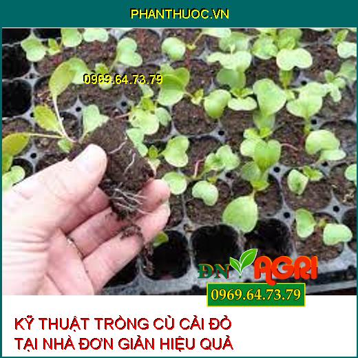 KỸ THUẬT TRỒNG CỦ CẢI ĐỎ TẠI NHÀ ĐƠN GIẢN HIỆU QUẢ