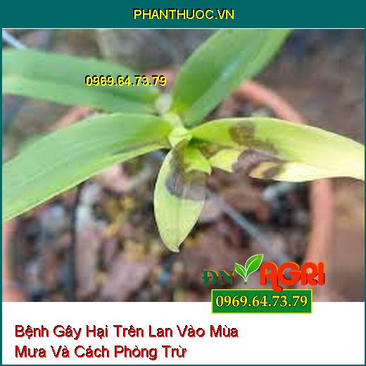 Bệnh Gây Hại Trên Lan Vào Mùa Mưa Và Cách Phòng Trừ