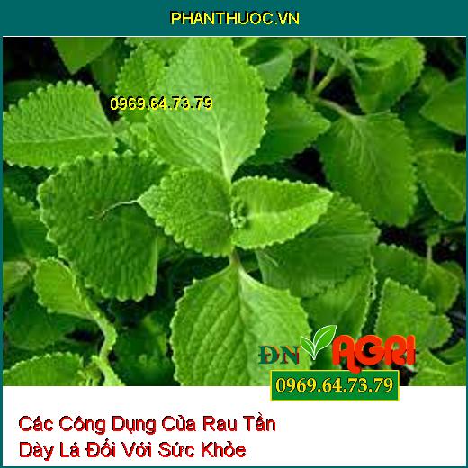 Các Công Dụng Của Rau Tần Dày Lá Đối Với Sức Khỏe