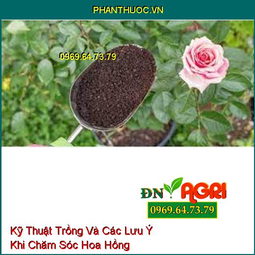 Kỹ Thuật Trồng Và Các Lưu Ý Khi Chăm Sóc Hoa Hồng 