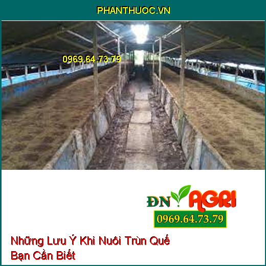 Những Lưu Ý Khi Nuôi Trùn Quế Bạn Cần Biết