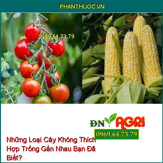 Những Loại Cây Không Thích Hợp Trồng Gần Nhau Bạn Đã Biết?