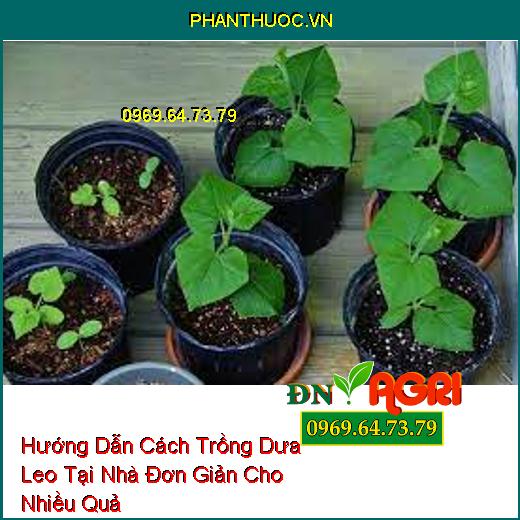 Hướng Dẫn Cách Trồng Dưa Leo Tại Nhà Đơn Giản Cho Nhiều Quả