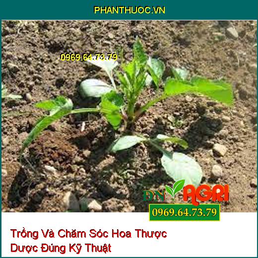 Trồng Và Chăm Sóc Hoa Thược Dược Đúng Kỹ Thuật