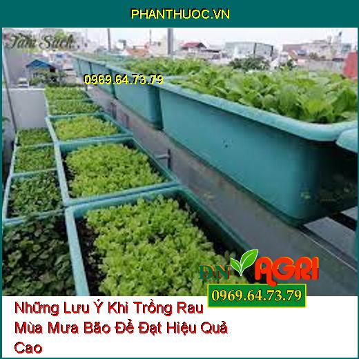 Những Lưu Ý Khi Trồng Rau Mùa Mưa Bão Để Đạt Hiệu Quả Cao