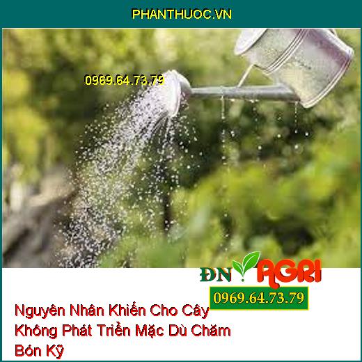 Nguyên Nhân Khiến Cho Cây Không Phát Triển Mặc Dù Chăm Bón Kỹ